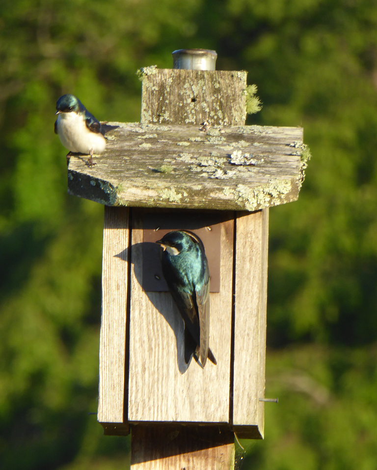 Birds - Burke, Jane
