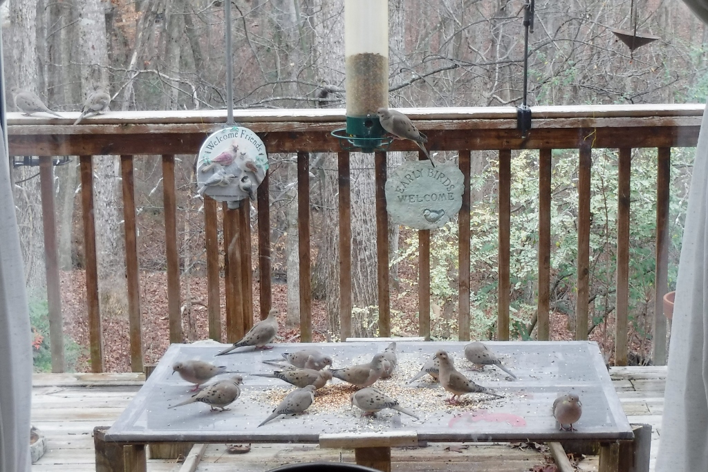 Birds - Wallace, Celeste