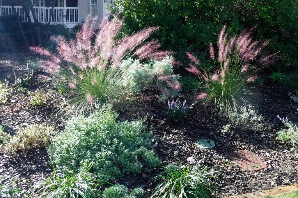 Garden - Wallace, Celeste