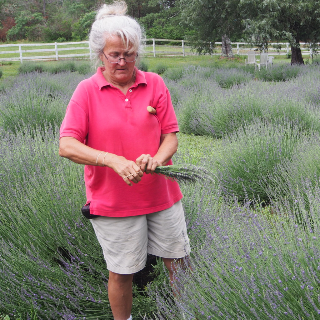 Honerable Mention Harvest - Panetta, Becky