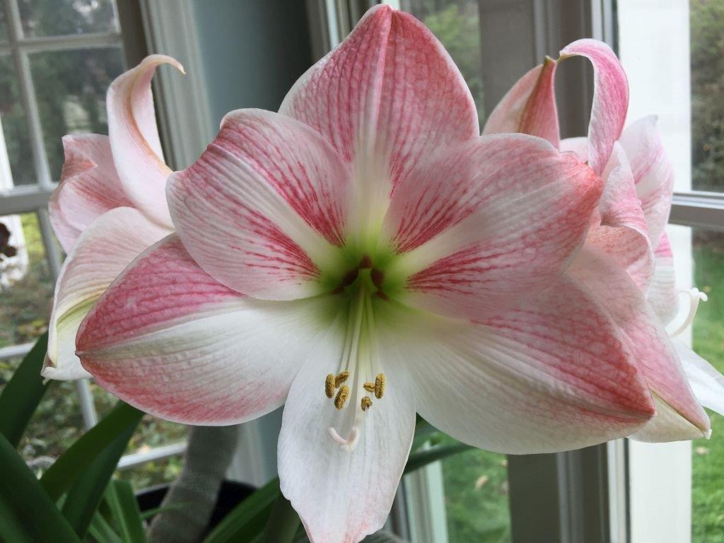 Macro - Geier, Barbara