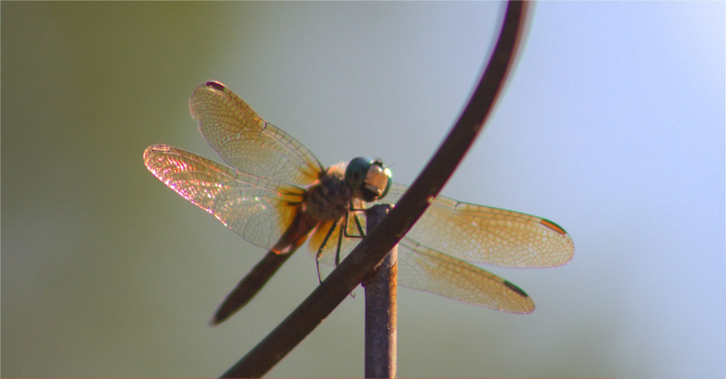 Dragonfly