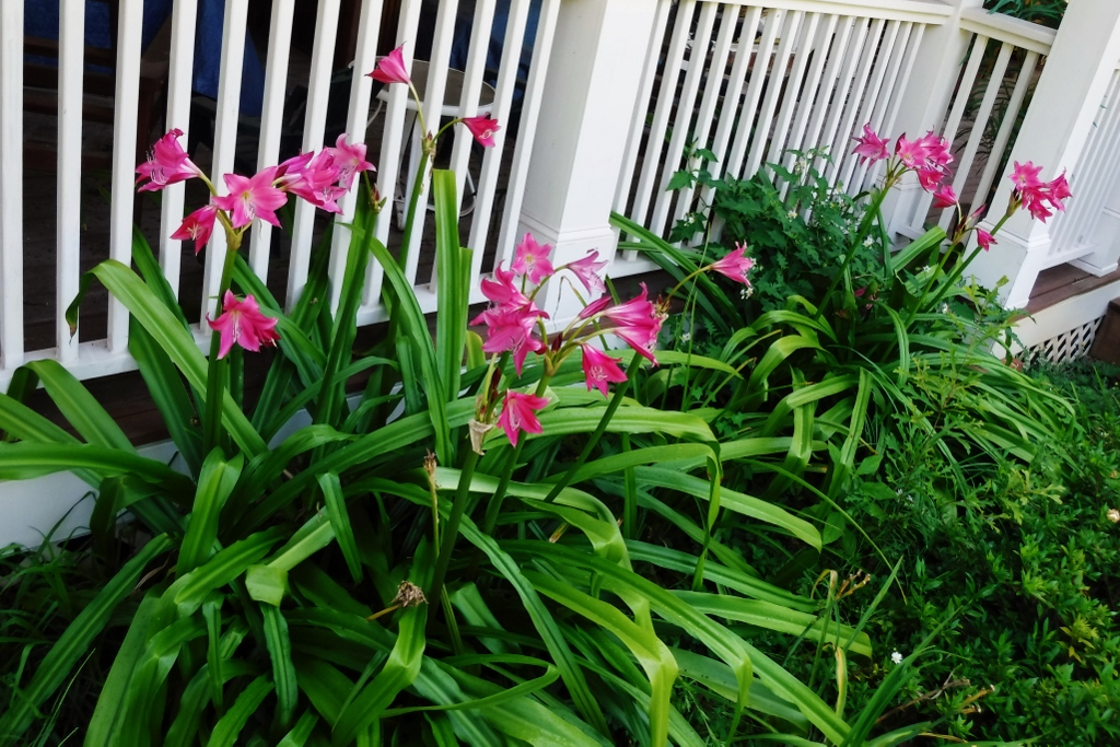 Plants - Wallace, Celeste