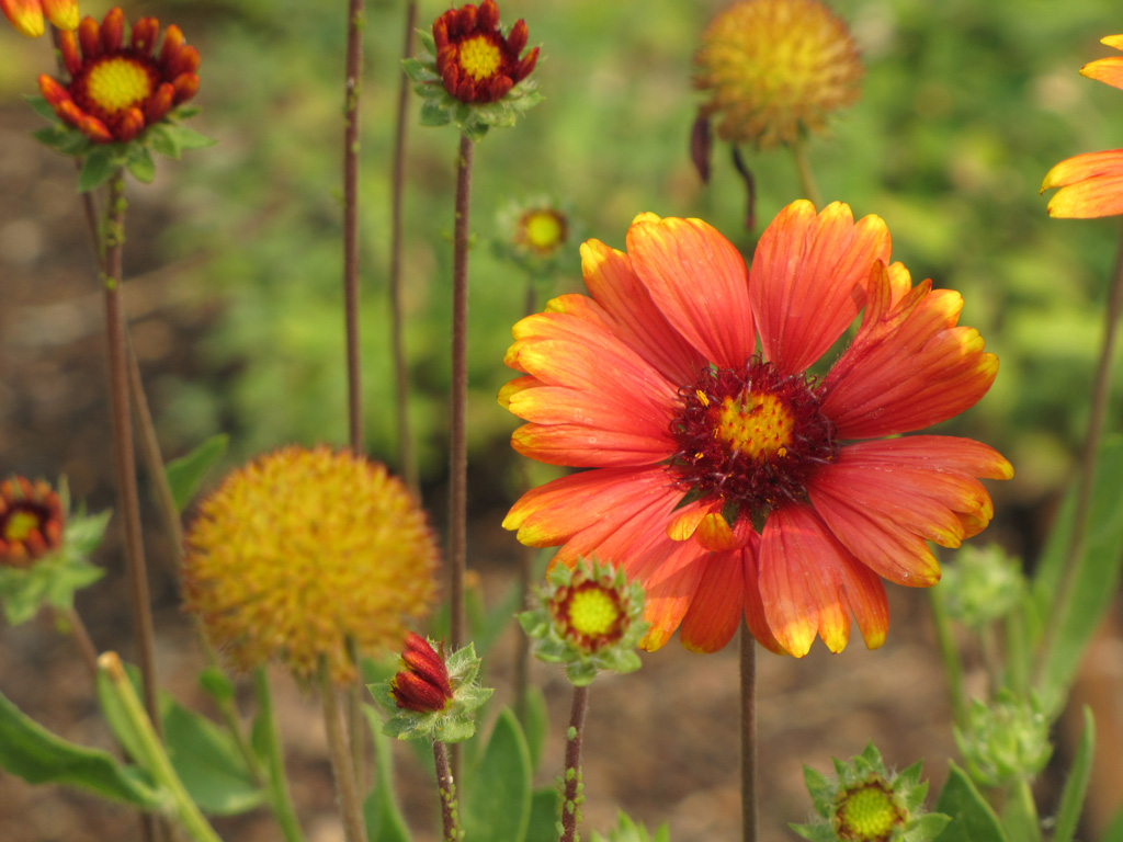 Honoaable Mention Plants - Wolary, Becky