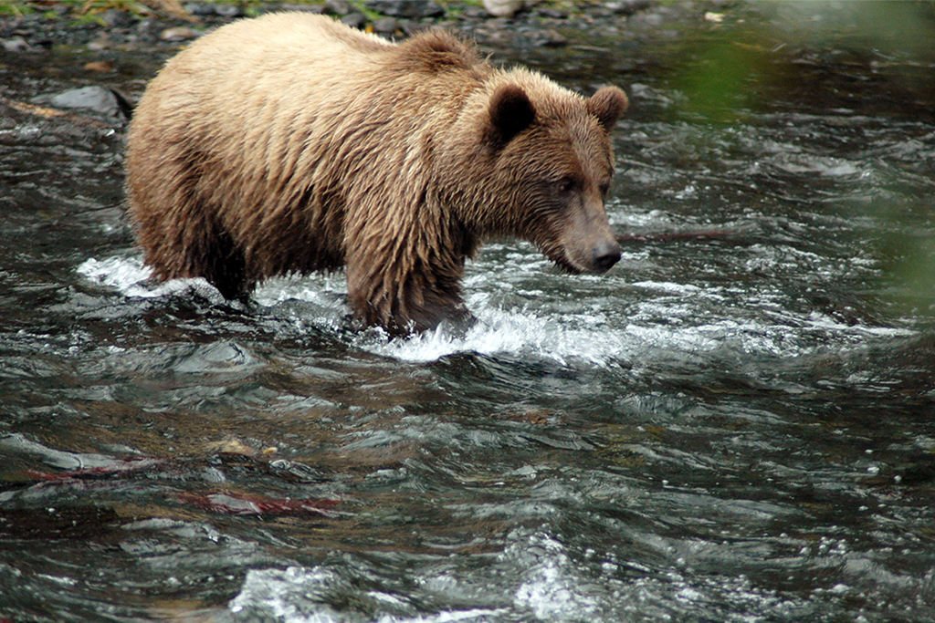 Honorable Mention Wildlife - Bolton, Linda