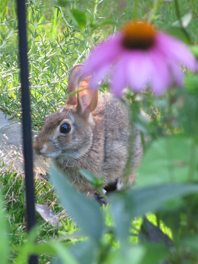 Wildlife - Wolary, Becky
