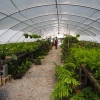 Ferns, Ferns, & More!