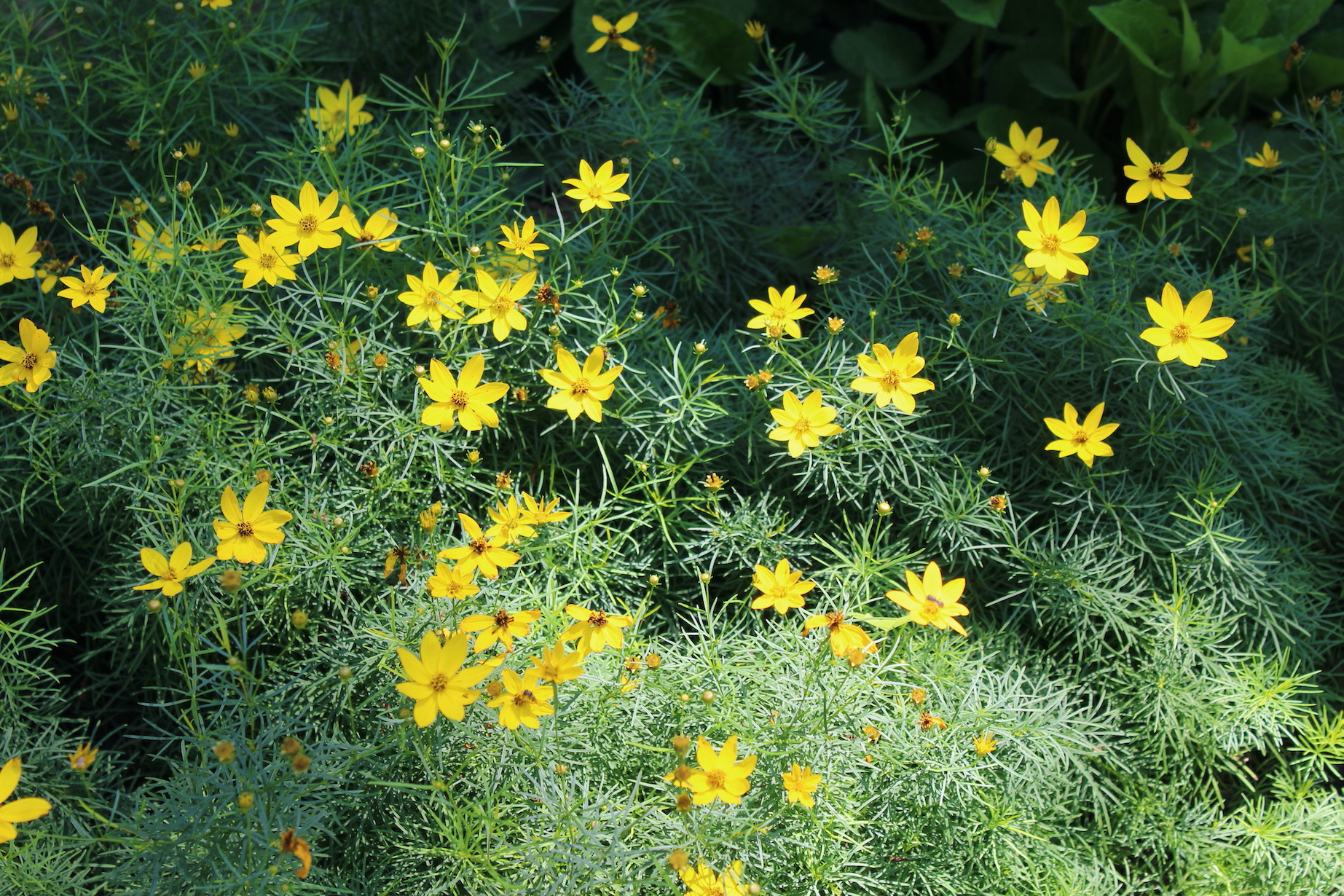 Krause Garden: Coreopsis