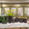 Dirr Plants 1