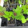 Sweet Shrub