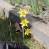 Mystery Daffodils