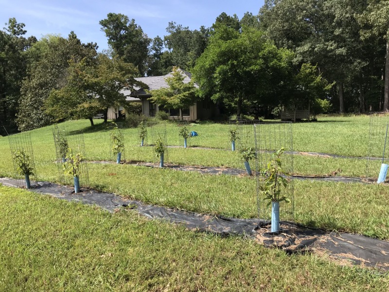 Orchard of American chestnut seedlings planted two years ago