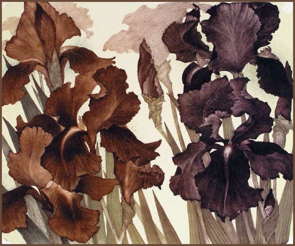 iris