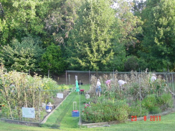 McDaniel-Farm-Park-Workday-in-Archies-Garden8-24-11
