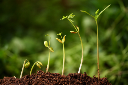 seedlings